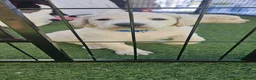 Double Doodle dogs for sale: Double Doodle Puppies (Hypoallergenic) - Advert 9