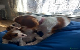 Cavalier King Charles Spaniel dogs for sale: 4 beautiful king charles boys  - Image 8