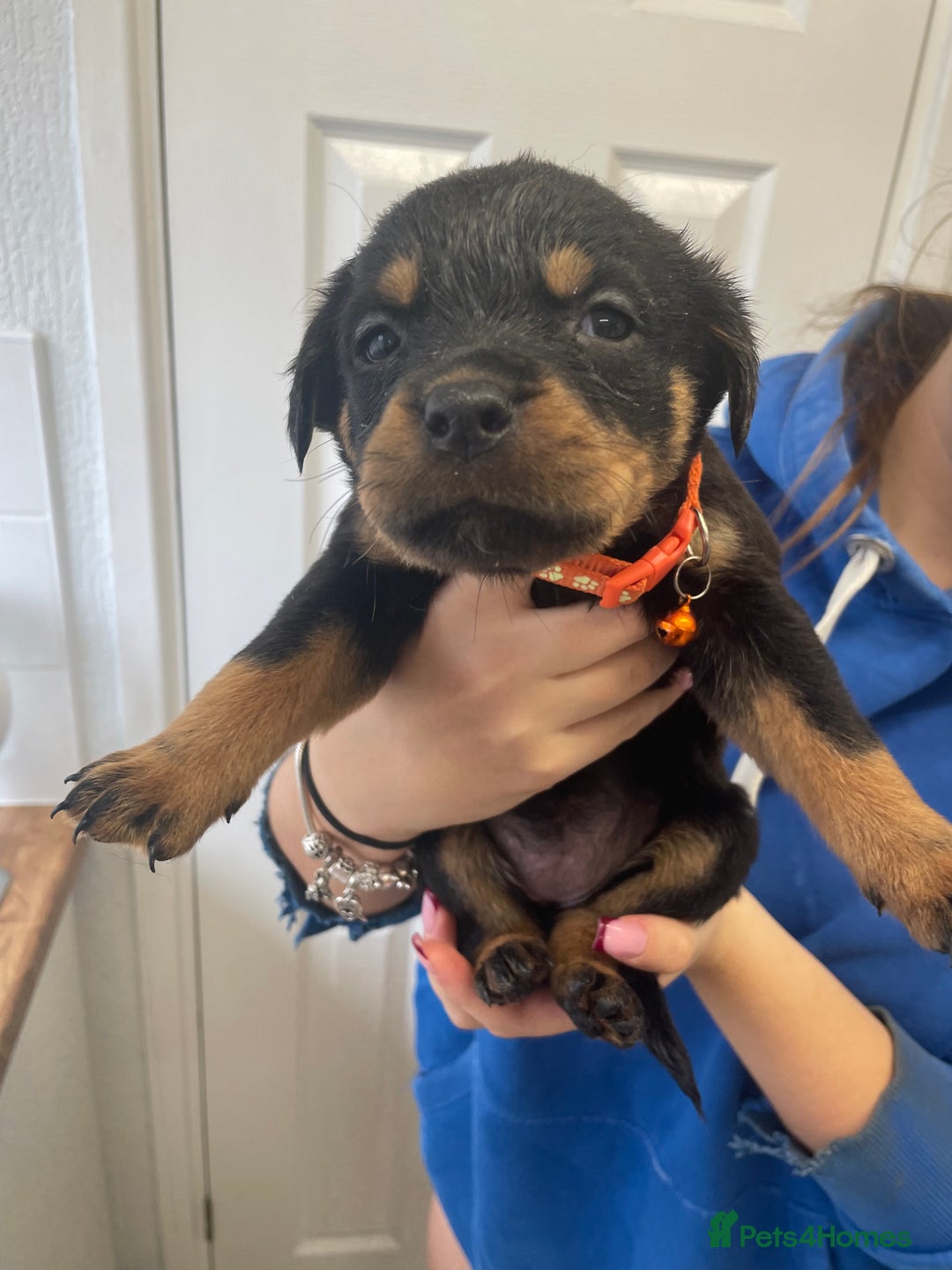Rottweiler dogs for sale: Rottweiler puppies - Image 19