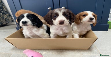 Cocker Spaniel dogs - Advert 13