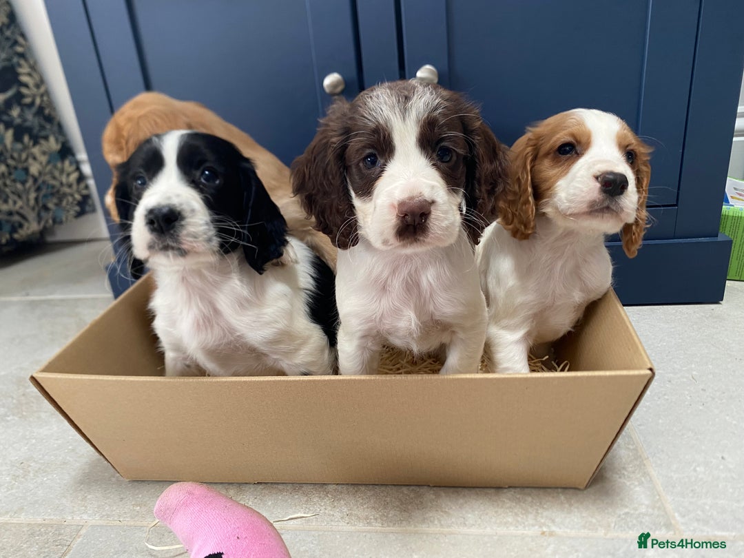 Cocker Spaniel dogs for sale: Cocker Spaniel puppies - Image 5
