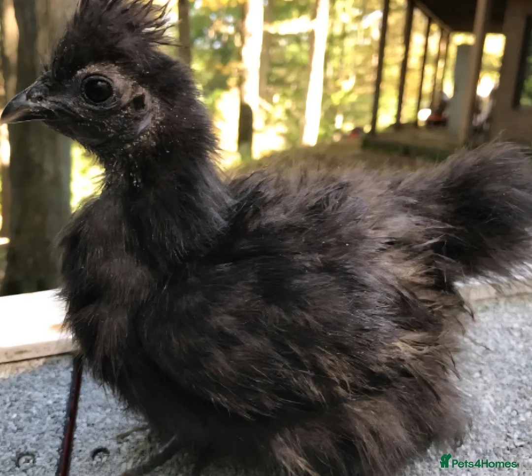 Chickens poultry for sale: 5 week old silkie rooster in Kettering - Advert 1