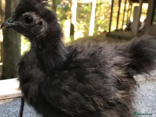 Chickens poultry 5 week old silkie rooster - Advert 2