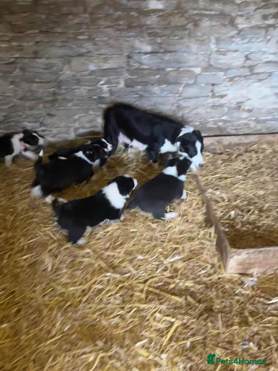 Border Collie dogs for sale: Beautiful Pedigree Border Collie Puppies - Advert 19