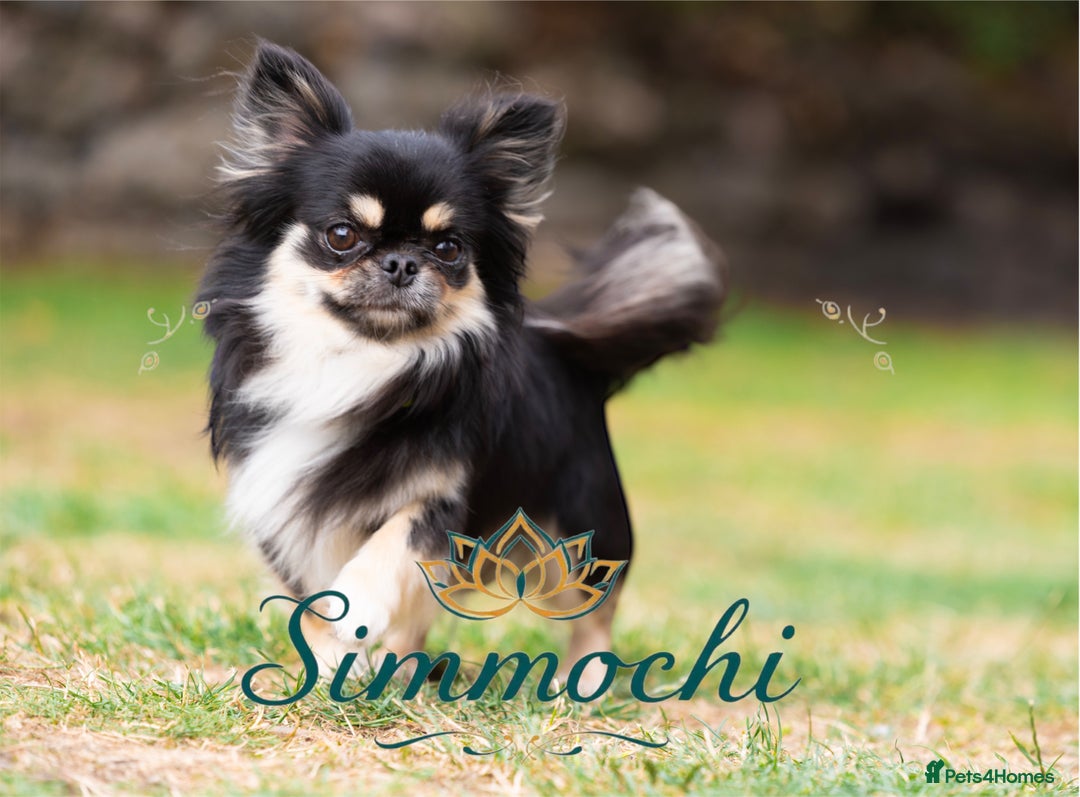 Chihuahua dogs for stud: Exceptional Thai line  - Advert 11