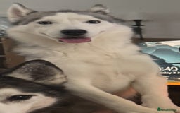 Siberian Husky dogs for sale: Blue Eyed Husky Girl - Image 8