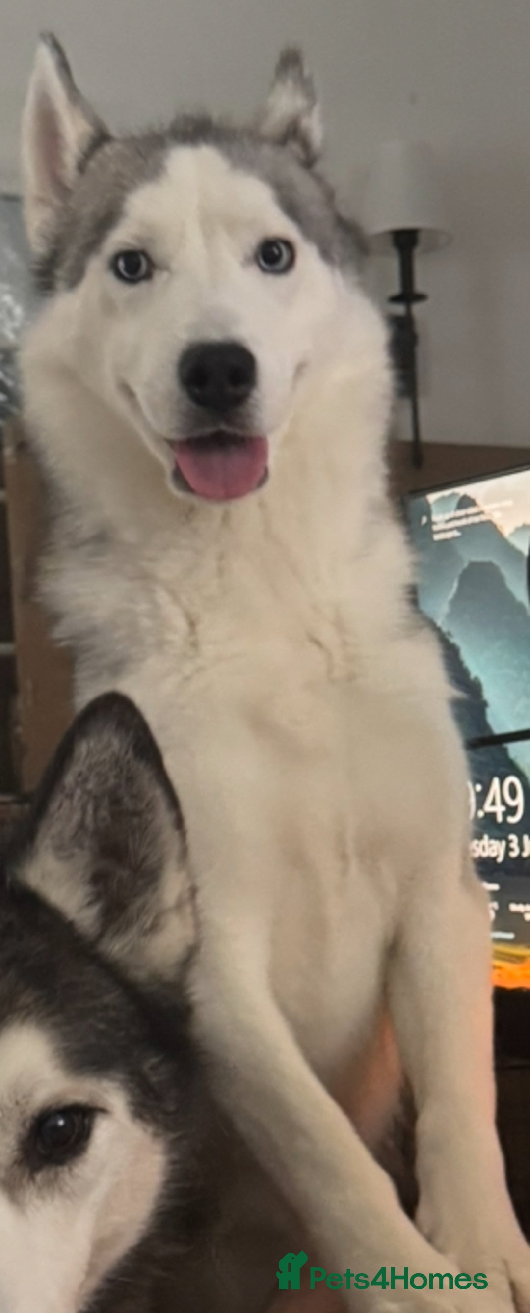 Siberian Husky dogs for sale: Blue Eyed Husky Girl - Image 8