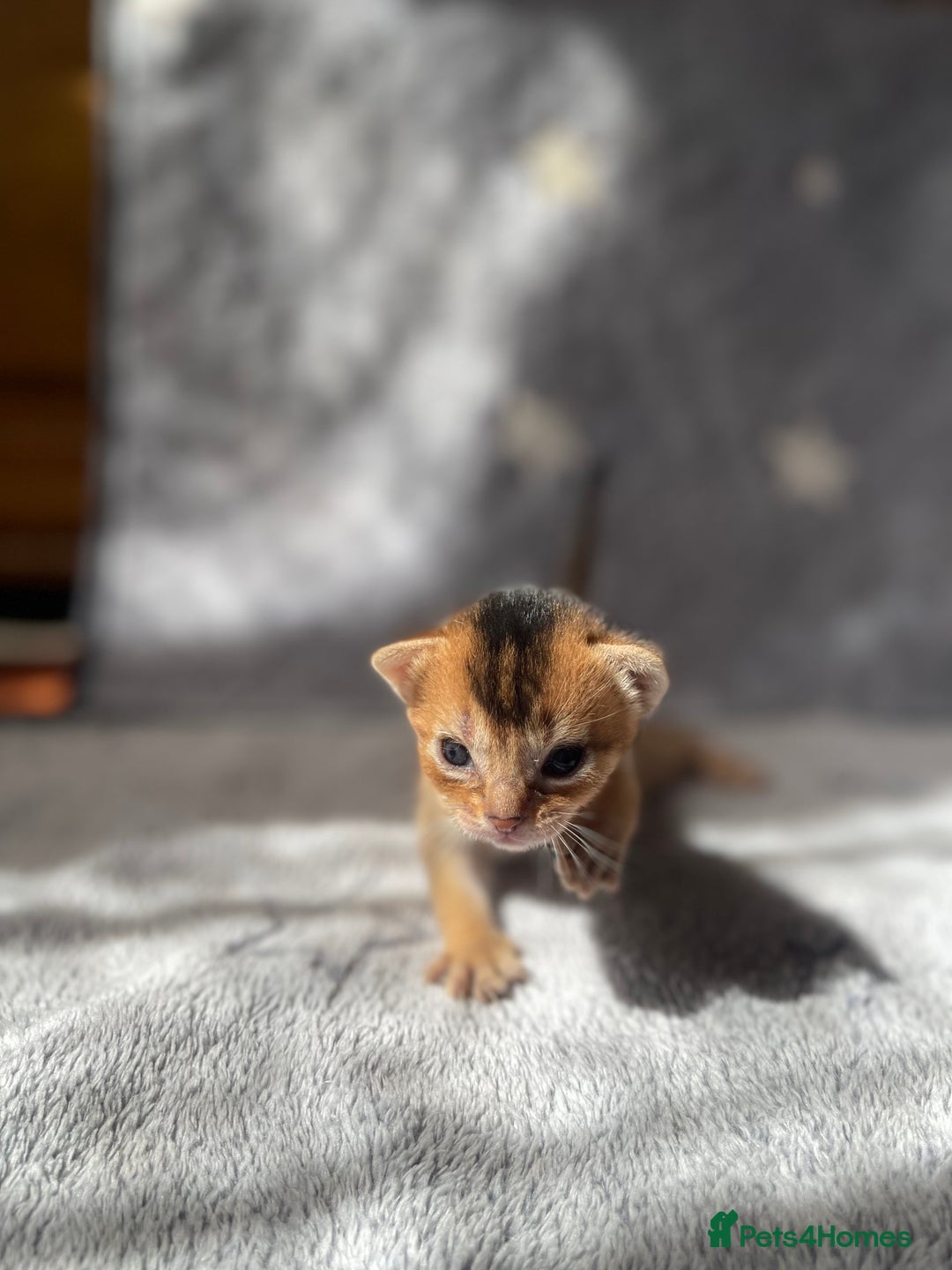 Abyssinian cats for sale: 🏆🥇Top Quality Champion Lines Abyssinian Kittens  - Image 5