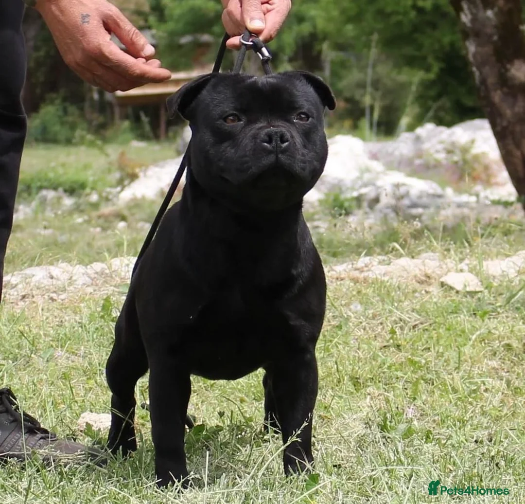 Staffordshire Bull Terrier dogs for stud: ULTIMATE BLACK CHAMPION STUD RAMPAGE in Airdrie - Advert 3