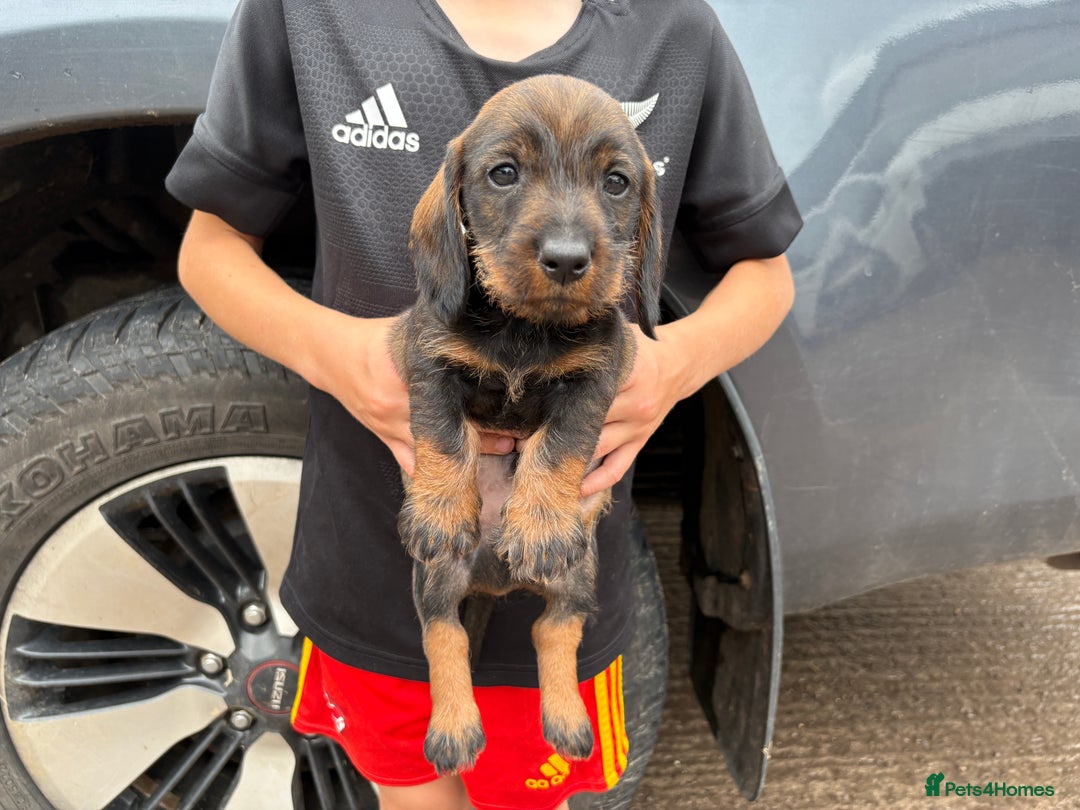 Dachshund dogs for sale: Wirehaired Dachshund (Teckel) Pups  - Image 8