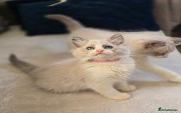 Ragdoll cats for sale: Ragdoll Kittens  - Advert 2