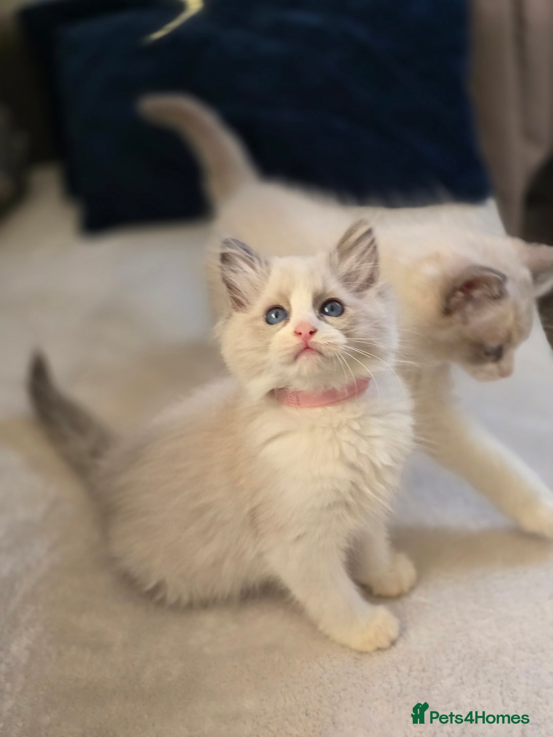 Ragdoll cats for sale: Ragdoll Kittens  - Advert 2