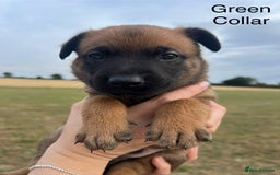 Belgian Shepherd Dog dogs for sale: Beautiful Belgian Malinois puppies - Image 3