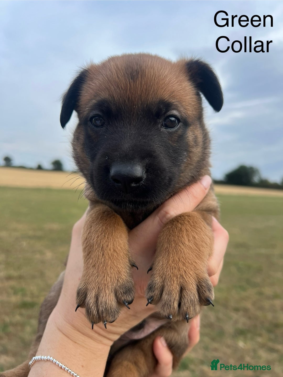 Belgian Shepherd Dog dogs for sale: Beautiful Belgian Malinois puppies - Image 3