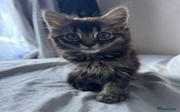 British Shorthair cats for sale: 🐾 Grey/white Tabby Kitten with White Markings - Image 10