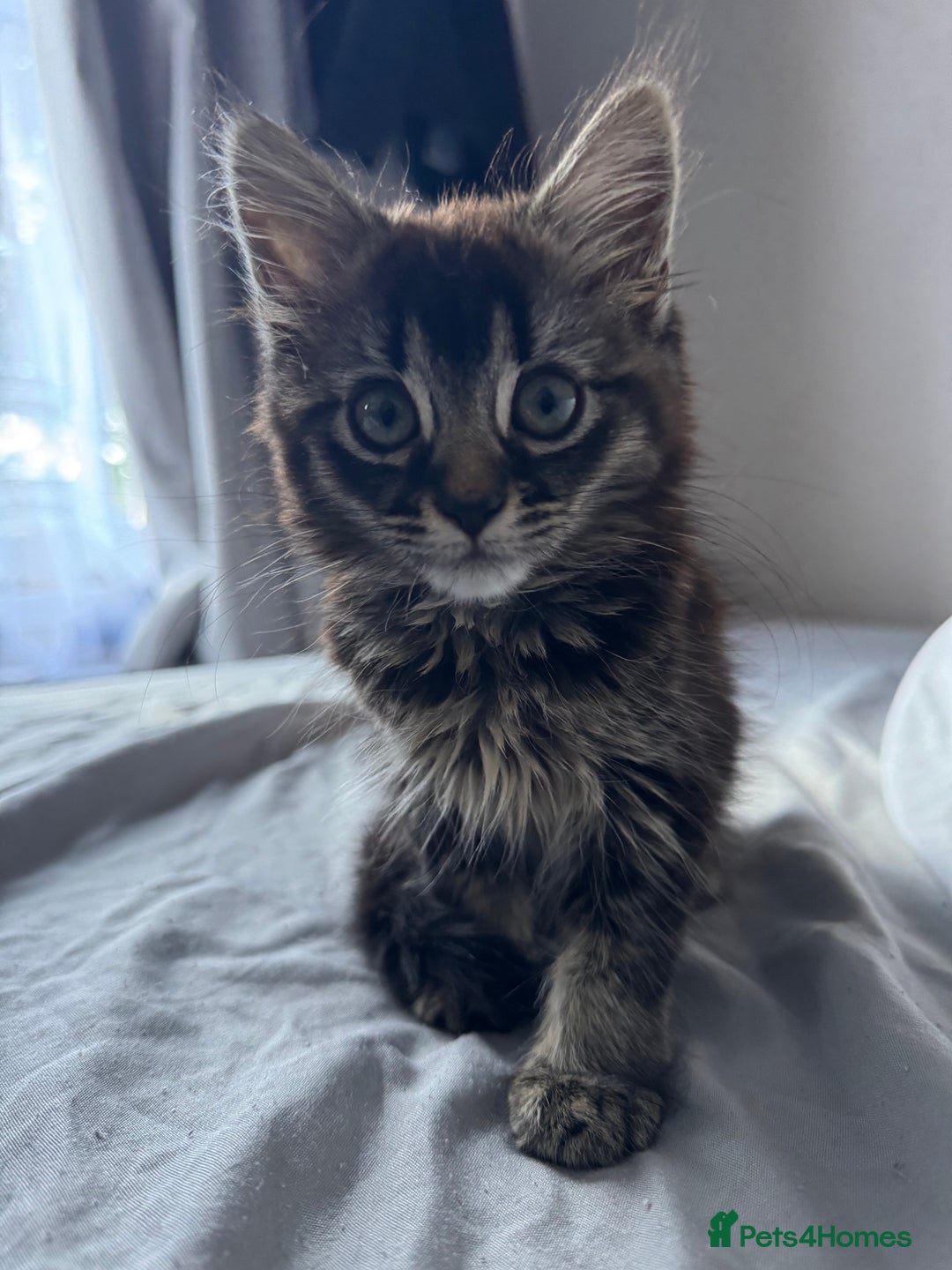 British Shorthair cats for sale: 🐾 Grey/white Tabby Kitten with White Markings - Image 10