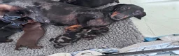 Miniature Dachshund dogs for sale: KC pedigree Mini Dachshund puppies - Advert 2
