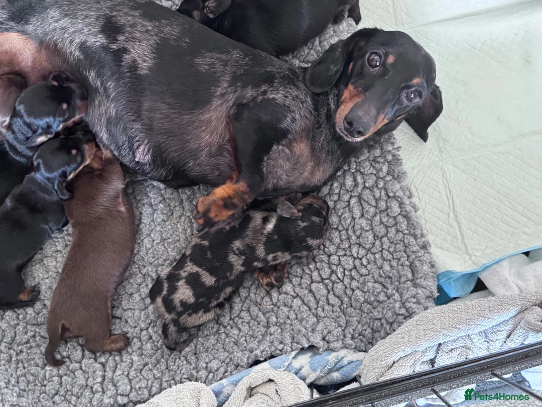 Miniature Dachshund dogs for sale: KC pedigree Mini Dachshund puppies - Advert 2