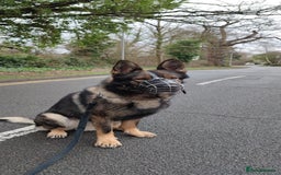 German Shepherd dogs for stud: Stuning Gsd Male for Stud in Wokingham - Image 2