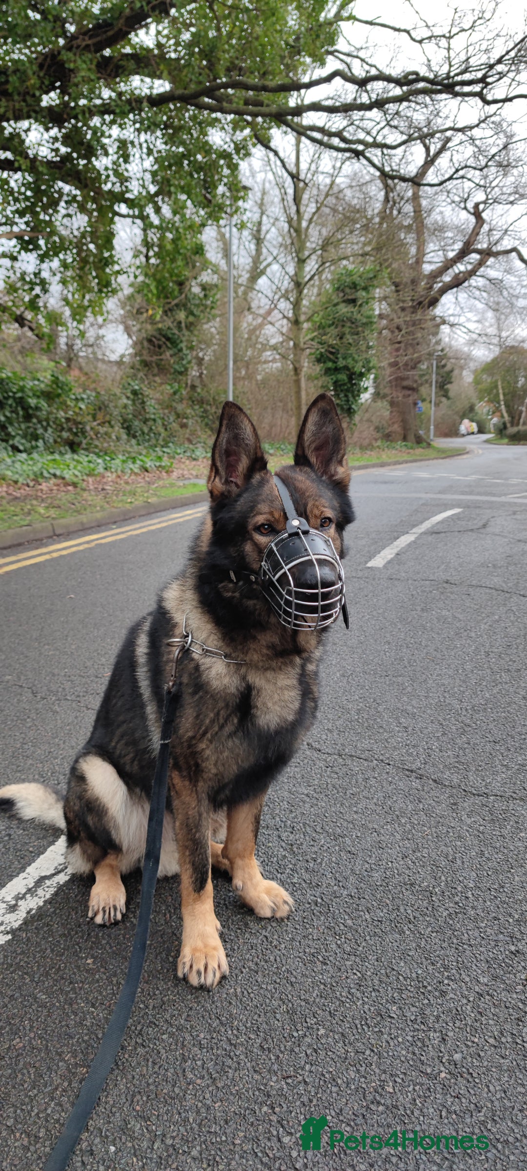 German Shepherd dogs for stud: Stuning Gsd Male for Stud in Wokingham - Image 2