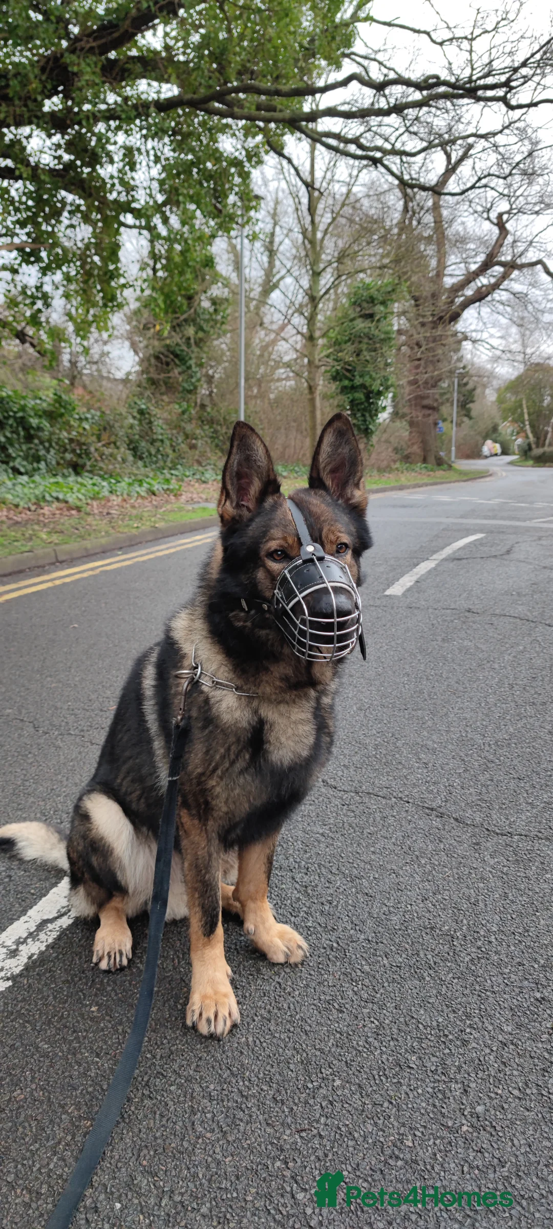 German Shepherd dogs for stud: Stuning Gsd Male for Stud in Wokingham - Advert 2