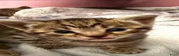 Mixed Breed cats for sale: Meet our rare beautiful kittens…  - Advert 5