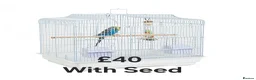 Budgerigars birds for sale: Baby Budgies, Adult Budgies, and Cockatiels  - Advert 11