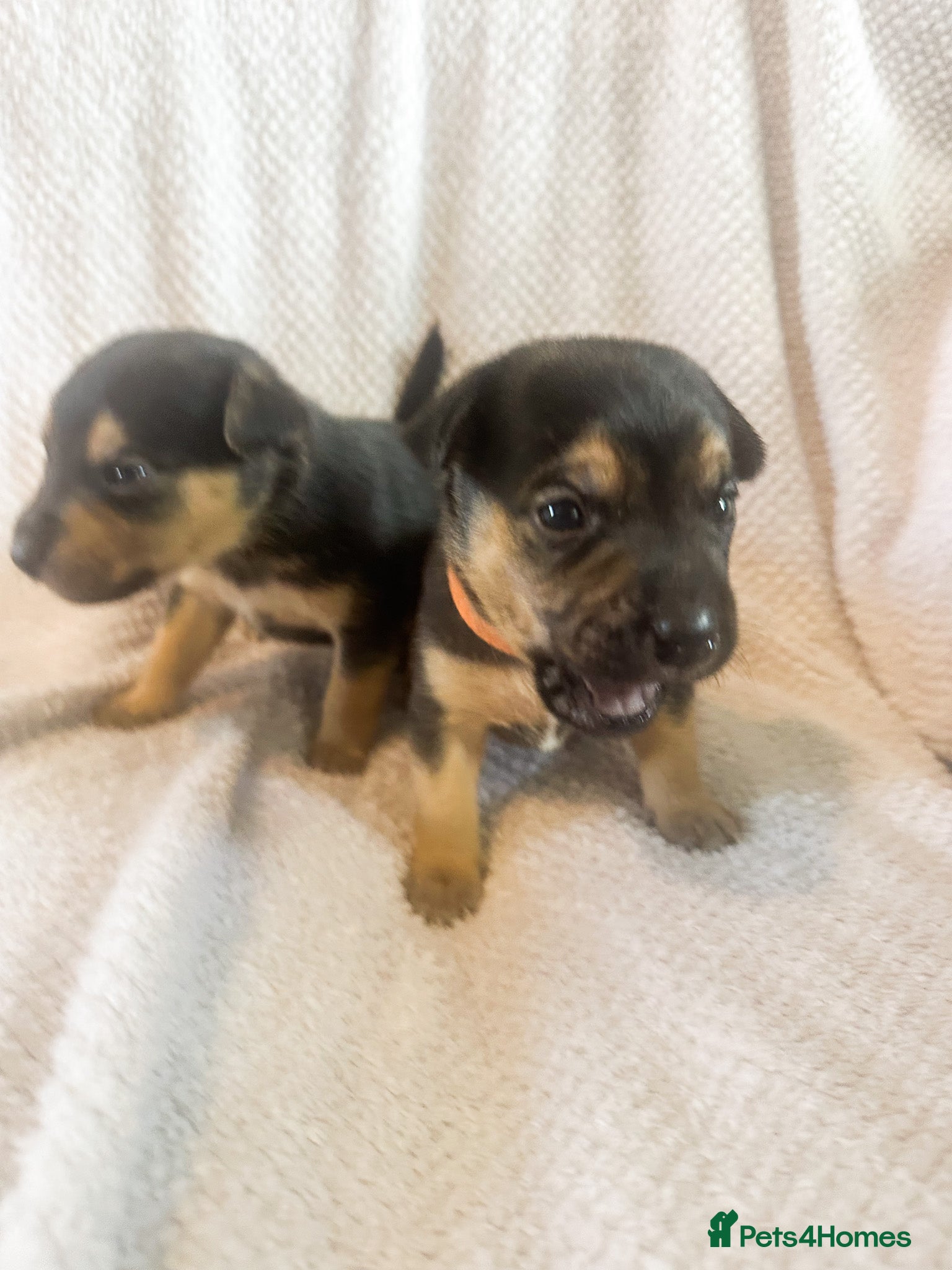 Mixed Breed dogs for sale: Patterdale X Lakeland Puppies for Sale in Letchworth Garden City - Advert 25