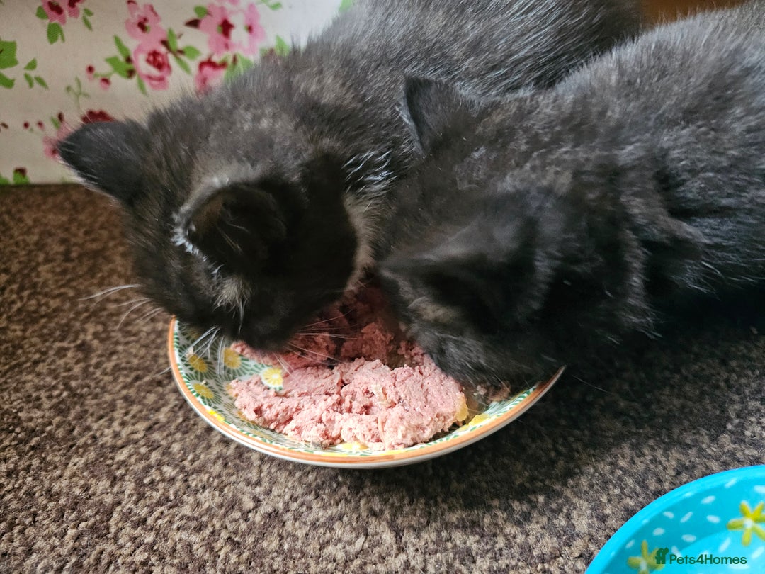 Mixed Breed cats for sale: Black and black and white BSH mix DSH - Advert 6