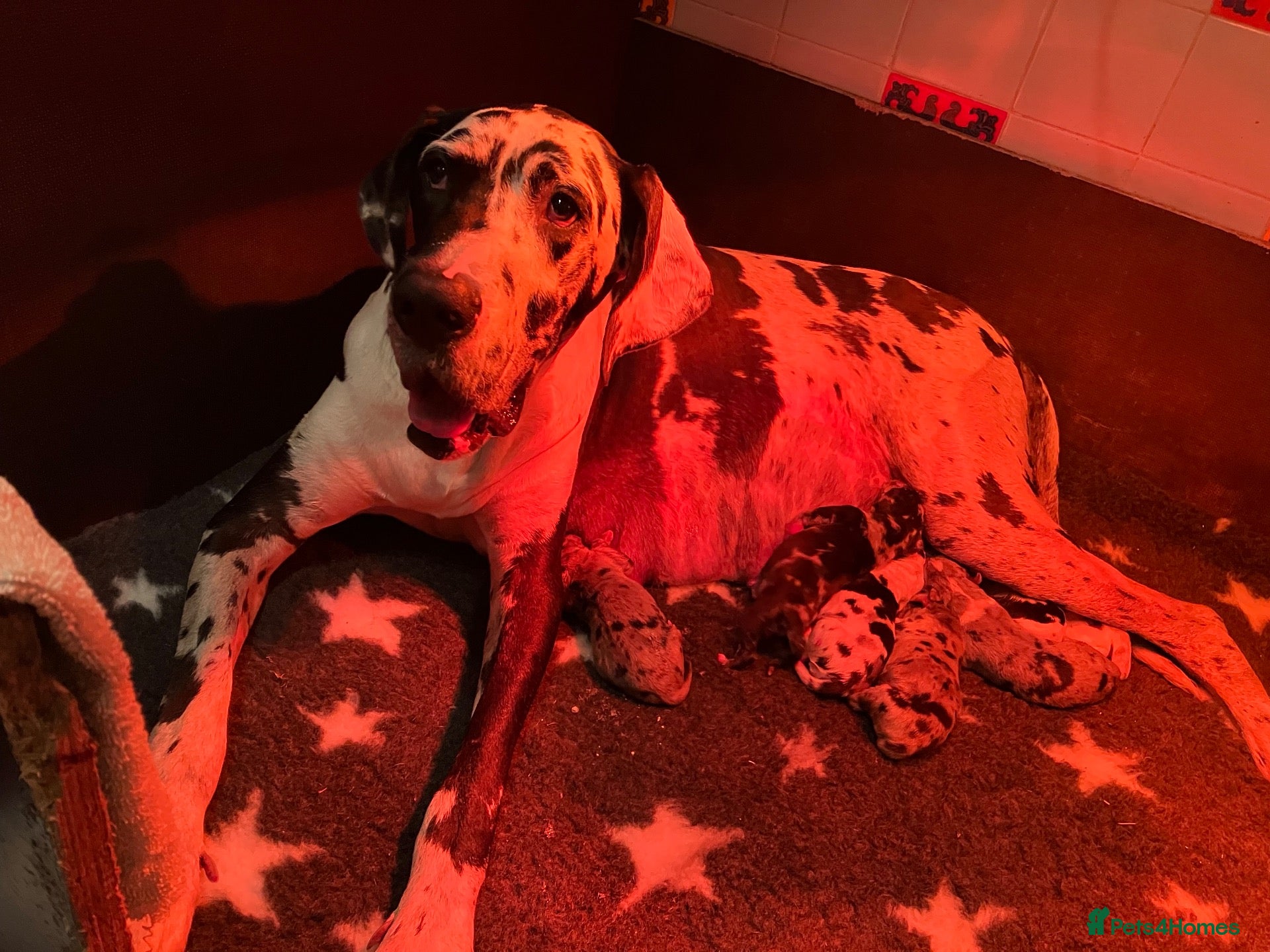 Great Dane dogs Beautiful KC Registered Great Danes Puppies - Advert 1