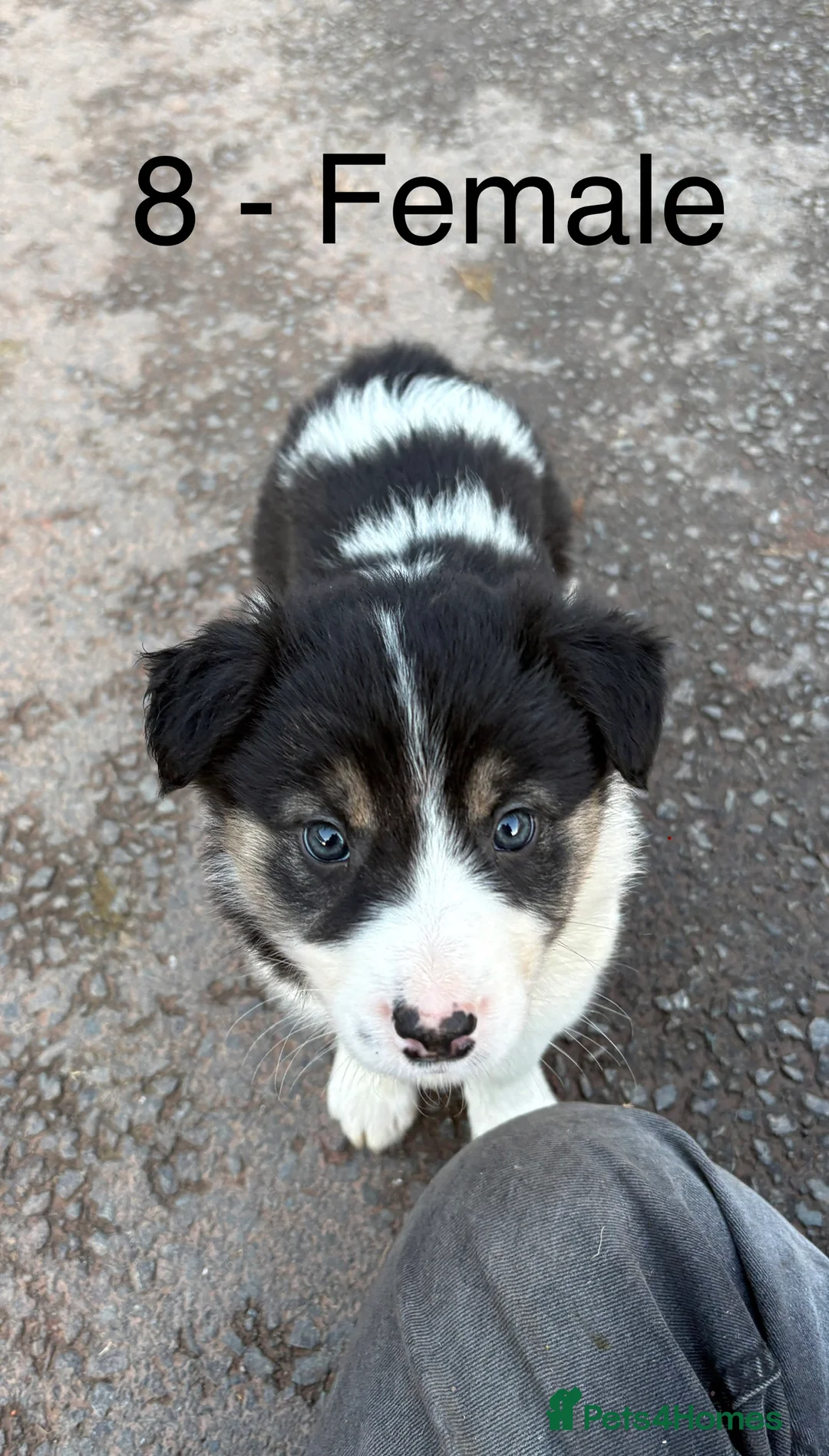 Border Collie dogs for sale: Beautiful Collie Pups - Ready for  **  - £895 - Advert 15