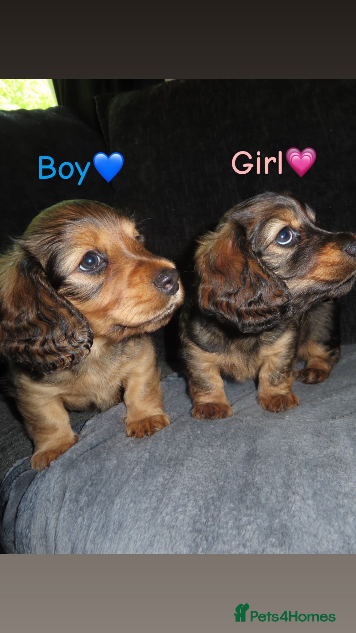Miniature Dachshund dogs 2 long haired miniature dachshunds  - Advert 3