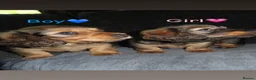Miniature Dachshund dogs for sale: 2 long haired miniature dachshunds  in Belfast - Advert 1