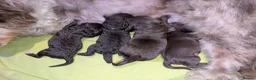 Cockapoo dogs for sale: Rare breed of cocktail Pasties, F1B Cockerpoos - Advert 9