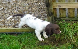 English Springer Spaniel dogs for sale: Gorgeous English Springer Spaniel Puppies  - Advert 32