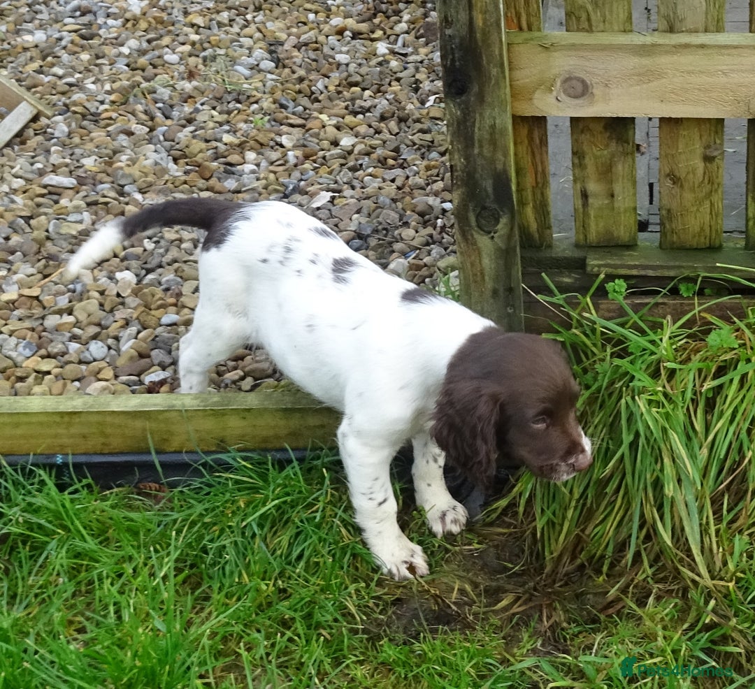 English Springer Spaniel dogs for sale: Gorgeous English Springer Spaniel Puppies  - Advert 32