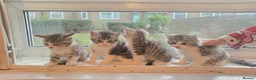 Mixed Breed cats for sale: Mixed breed tabby short british hair - Advert 13