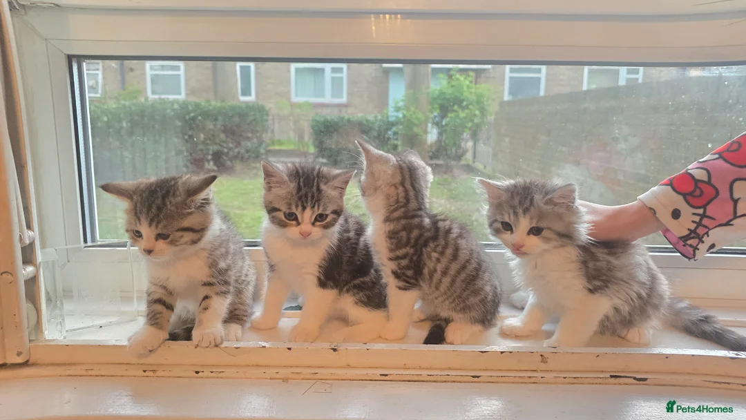 Mixed Breed cats for sale: Mixed breed tabby short british hair - Advert 26