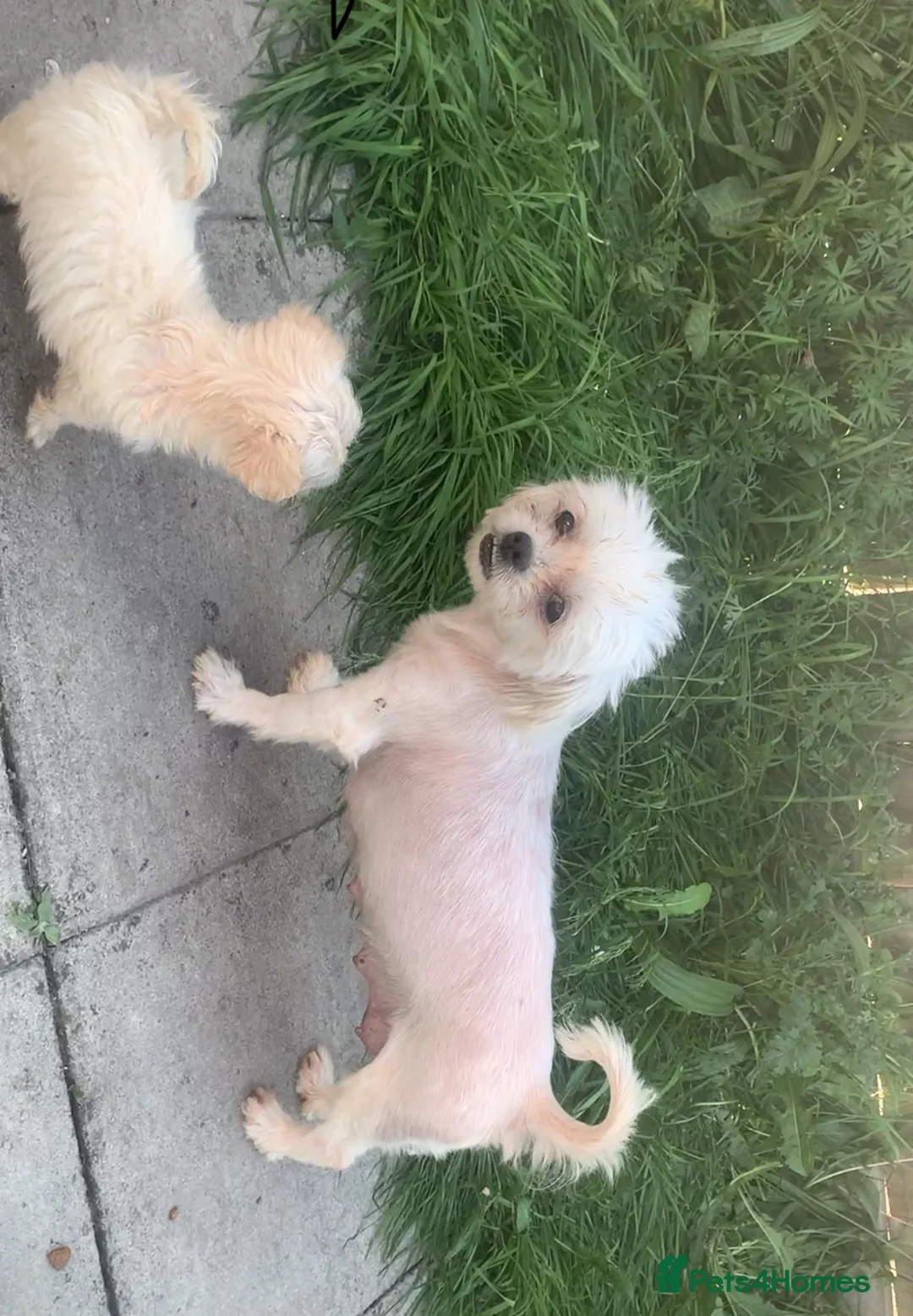 Mixed Breed dogs for sale: Maltese/chihuahua (malchi) pups - Advert 2