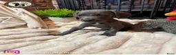 Weimaraner dogs for sale: 🐾KC Registered Blue & Silver Weimaraner Puppies🐾 - Advert 26