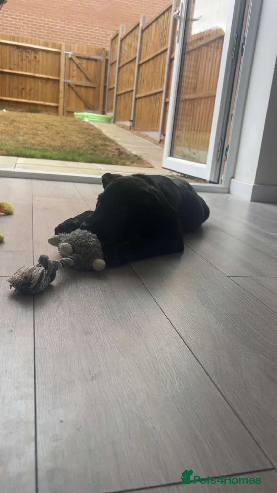 Belgian Shepherd Dog dogs for sale: Kodaa in Basildon - Advert 2