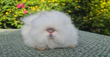 Angora rabbits in Tadworth - Advert 9