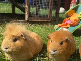 Guinea Pig rodents - Advert 30