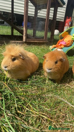 Guinea Pig rodents - Advert 1