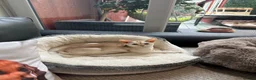 Abyssinian cats for sale: Silver Abyssinian kittens  - Advert 7