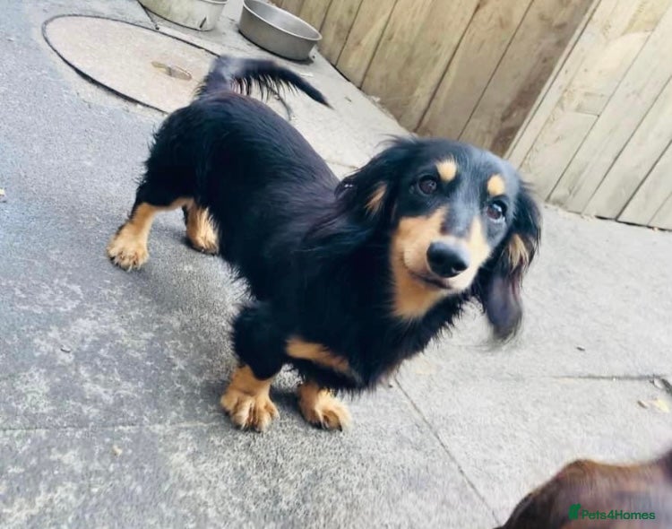 Miniature Dachshund dogs 3.3kg black & cream long haired dachshund stud - Advert 2