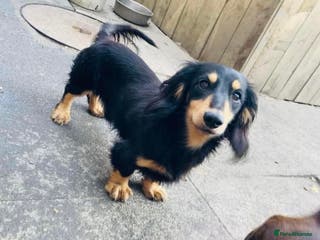 Miniature Dachshund dogs 3.3kg black & cream long haired dachshund stud - Advert 2