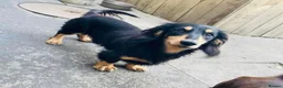 Miniature Dachshund dogs for stud: 3.3kg black & cream long haired dachshund stud - Advert 1