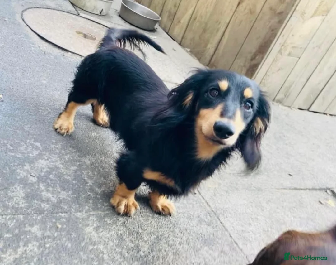 Miniature Dachshund dogs for stud: 3.3kg black & cream long haired dachshund stud - Advert 1