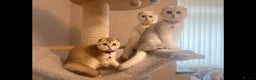Scottish Fold cats for sale: Beautiful TICA-Reg Scottish Fold Girls - Advert 19